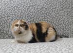 Tasya - Scottish Fold Cat For Sale/Retired Breeding - Seattle, WA, US