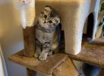 Misha - Scottish Fold Cat For Sale - Philadelphia, PA, US