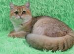 Solomon2 - Scottish Straight Cat For Sale - NY, US