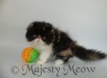 Monica - Persian Cat For Sale - Yucca Valley, CA, US