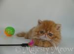 Pokemon - Persian Cat For Sale - Yucca Valley, CA, US