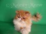 Magnat - Persian Cat For Sale - Yucca Valley, CA, US