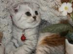 Red Ribbon - Scottish Fold Cat For Sale - Huntington Beach, CA, US