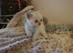 Teal Ribbon - Scottish Straight Cat For Sale - Huntington Beach, CA, US