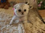 Pink Ribbon - Scottish Fold Cat For Sale - Huntington Beach, CA, US