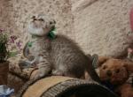 Green Ribbon - Scottish Fold Cat For Sale - Huntington Beach, CA, US