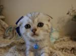 Blue Ribbon - Scottish Fold Cat For Sale - Huntington Beach, CA, US