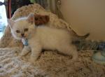 Sky Blue - Scottish Straight Cat For Sale - Huntington Beach, CA, US