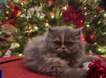 Lucero - Persian Cat For Sale - PA, US