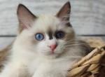 Olli - Ragdoll Cat For Sale - Miami, FL, US