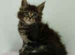 Enisej - Maine Coon Cat For Sale - Miami, FL, US