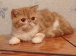 Lupsy - Exotic Cat For Sale - Hollywood, FL, US