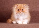 Irbis - Persian Cat For Sale - Hollywood, FL, US