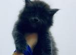 Feruza - Maine Coon Cat For Sale - Hollywood, FL, US