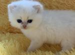 Achie - British Shorthair Cat For Sale - Monroe, WA, US