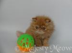 Lissa - Persian Cat For Sale - Yucca Valley, CA, US