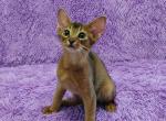 Yasha - Abyssinian Cat For Sale - Norwalk, CT, US