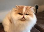 ROCKETS RED GLARE - Persian Cat For Sale/Service - Brookings, OR, US