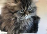 DIAMOND JUBILEE - Persian Cat For Sale - Brookings, OR, US