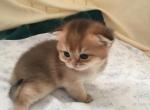 Golden little Kitty - Scottish Fold Cat For Sale - Brooklyn, NY, US