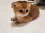 Scottish Fold Golden Kitties - Scottish Straight Cat For Sale - Brooklyn, NY, US