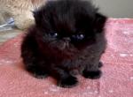 Available black CPC female Champion sired - Persian Cat For Sale - Sheridan, MI, US