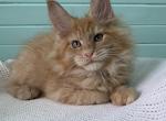 Enar - Maine Coon Cat For Sale - Miami, FL, US