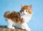 UA Mazurka Chicago - Maine Coon Cat For Sale - Brooklyn, NY, US