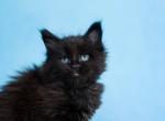 UA Mazurka Dark Night - Maine Coon Cat For Sale - Brooklyn, NY, US