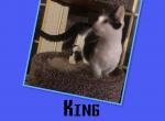 King - Munchkin Cat For Sale - FL, US