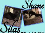 Silas - Munchkin Cat For Sale - FL, US