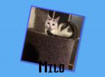 Milo - Munchkin Cat For Sale - FL, US