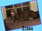 SAVANNAHKIN Ziggy - Munchkin Cat For Sale - FL, US