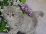 Kiki - British Shorthair Cat For Sale - Hollywood, FL, US