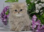 Judi - British Shorthair Cat For Sale - Hollywood, FL, US