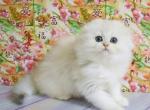 Zefirka - Scottish Fold Cat For Sale - Norwalk, CT, US