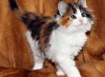 Diana - Maine Coon Cat For Sale - Hollywood, FL, US