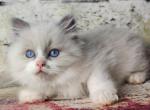 Tim - Ragdoll Cat For Sale - Miami, FL, US