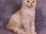 Garfield - Scottish Fold Cat For Sale - NY, US