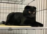 Noy - Scottish Fold Cat For Sale - Norwalk, CT, US