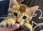 Leo - Bengal Cat For Sale - Bradner, OH, US