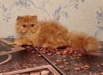 Lola - Persian Cat For Sale - Hollywood, FL, US