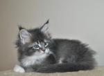 Hayden - Maine Coon Cat For Sale - Hollywood, FL, US