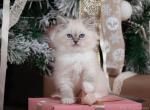 Ostin - Siberian Cat For Sale - Miami, FL, US