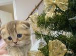 Tisha - Scottish Fold Cat For Sale - Philadelphia, PA, US