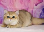 Klim - British Shorthair Cat For Sale - Pembroke Pines, FL, US