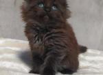 Maks - Maine Coon Cat For Sale - Miami, FL, US