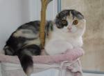 Gerda - Scottish Fold Cat For Sale - NY, US