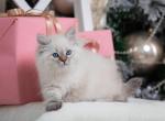 Panochka - Siberian Cat For Sale - Miami, FL, US