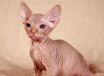 Xmas - Sphynx Cat For Sale - Norwalk, CT, US